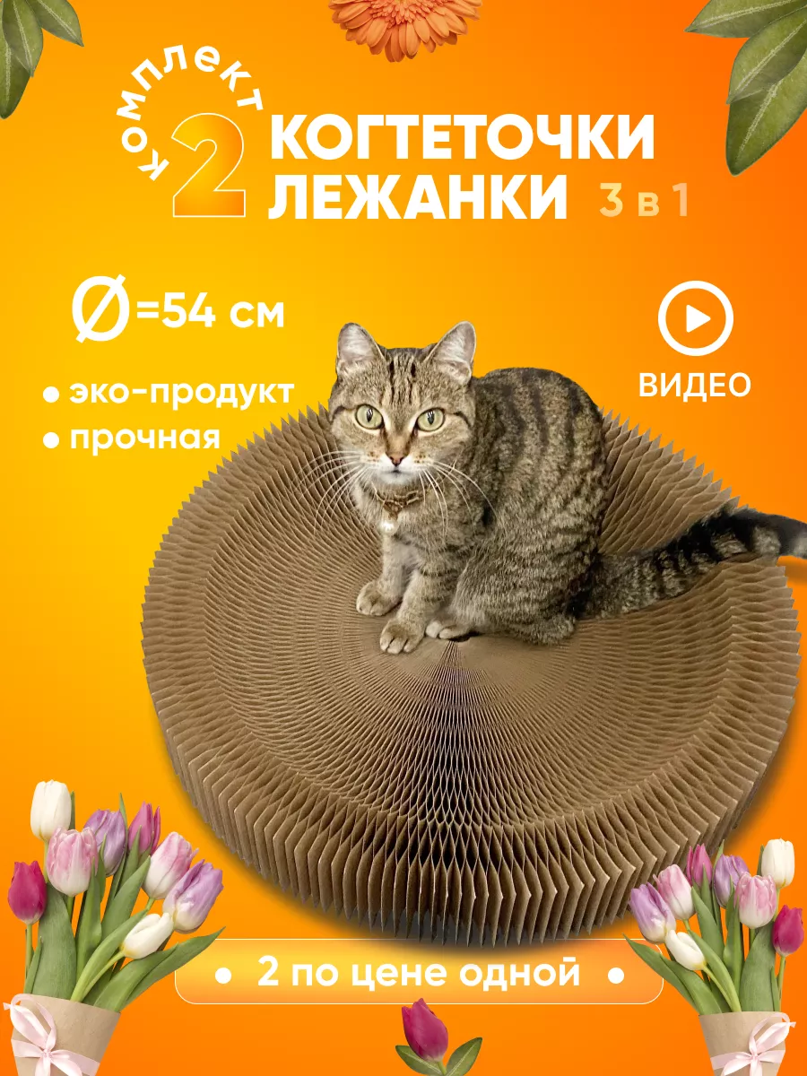 В Перми выбрали победителя конкурса «Самый главный пермский кот-2020»