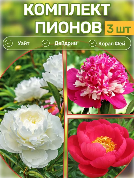Купить Пионы Саженцы В Интернет Магазине Посадика