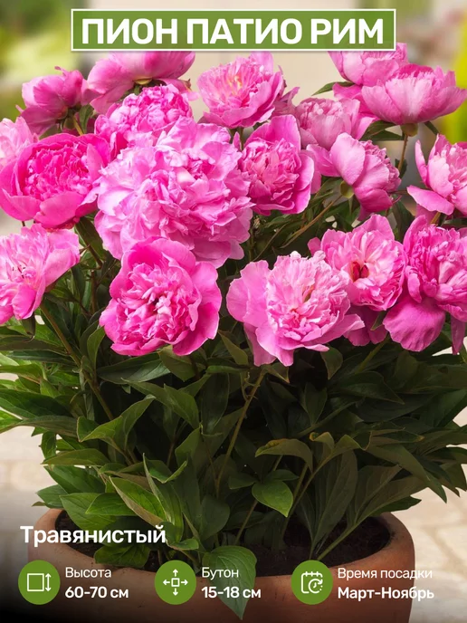 Купить Пионы Саженцы В Интернет Магазине Посадика